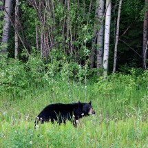 Another Black Bear